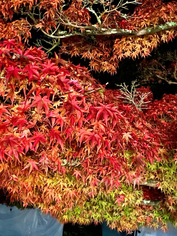 の画像 by スミサンさん | 赤色とお出かけと癒しとグラデーションか綺麗と黄色と紅葉(こうよう)と散歩道と緑色とイベントとオレンジ色