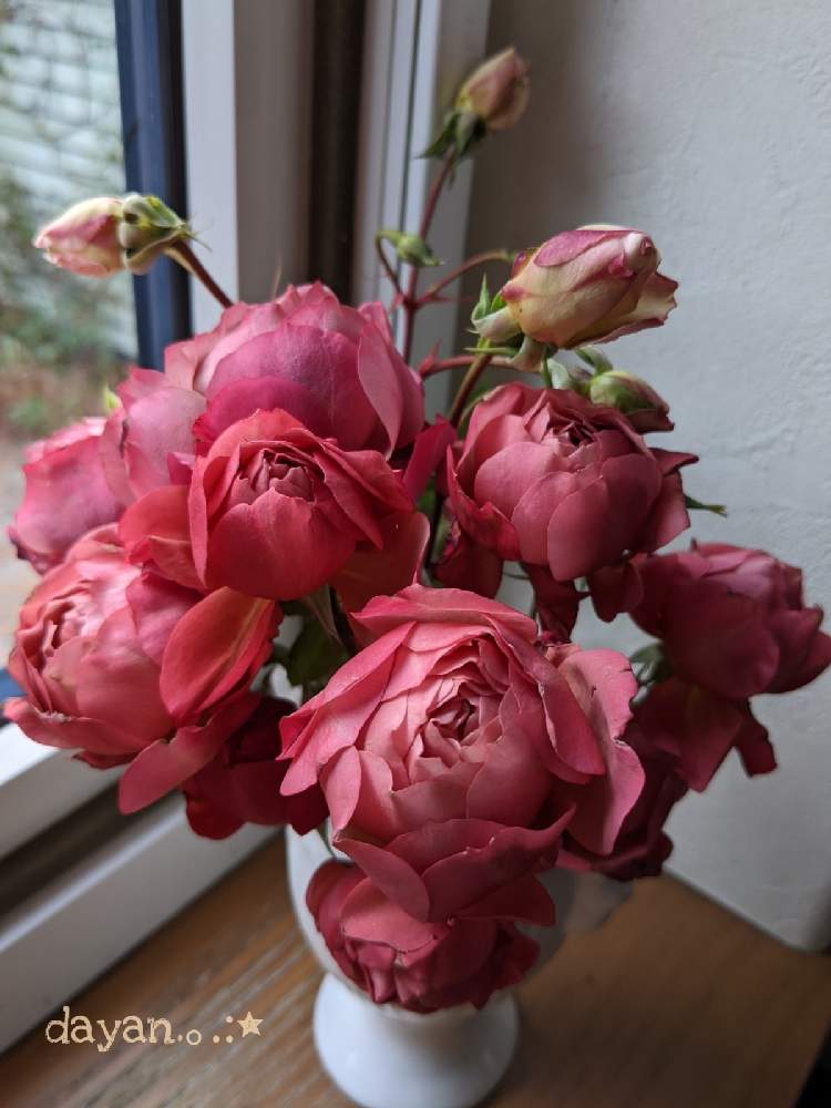 窓辺の画像 by dayanさん | 窓辺とバラ あおいとばら バラ 薔薇と薔薇愛同盟とピンクの花とナチュラルスタイルとGSでバラ園といやされると北海道と大人かわいい♪とdayan's roseとバラを楽しむ