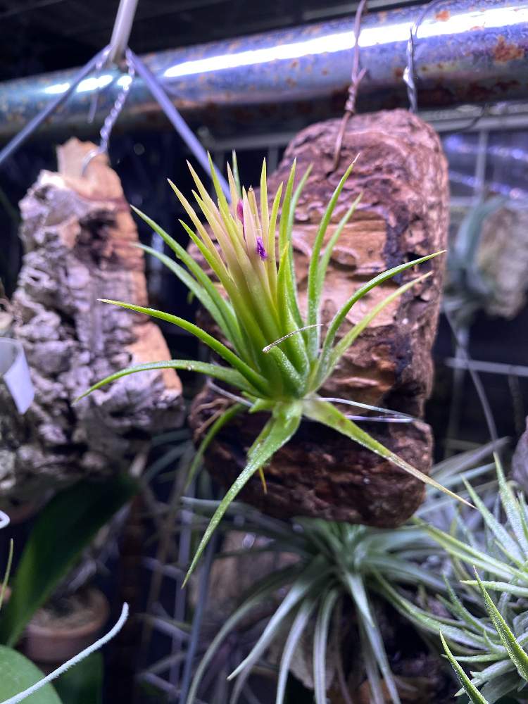 部屋の画像 by いろはさん | 部屋とエアプランツ チランジアと観葉植物とエアプランツ ティランジアとブロメリアとティランジア属と植中毒とチランジア属と珍奇植物とビザールプランツとエアープランツ/チランジア