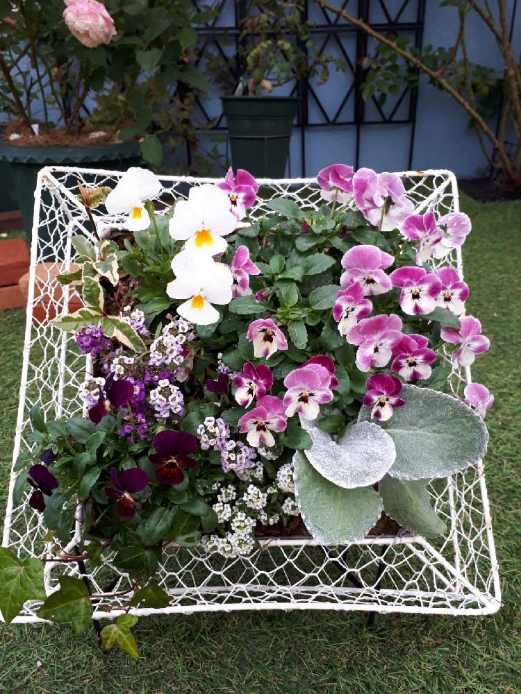 アプローチの画像 by Tomoさん | アプローチとロザリアン見習いとおうち園芸と雑貨好き♡と憧れの薔薇とDIYとバラ薔薇ばらら~❤️といいね♥ありがとうございます✨とチーム福岡と季節の寄せ植え2020