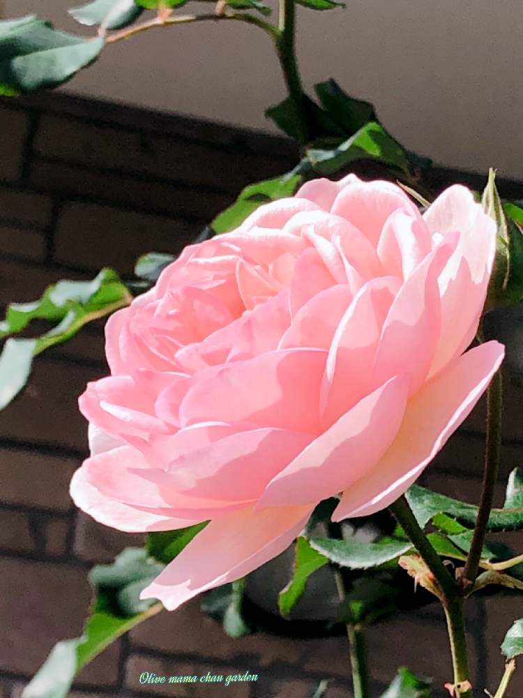 小さな庭の画像 by オリーブママちゃんさん | 小さな庭とばら バラ 薔薇とオリーブママちゃんの観察日記と咲いてくれてありがとう❤とバラ 返り咲きと大切な癒しとGS映えとno green no lifeとおうち園芸とGSの皆さんに感謝❣️とハーブのある暮らしと花のある暮らしとGS皆様ありがとうと楽しい瞬間♡とバラ ヘリテージとGREEN UP!と楽しい時間と水曜ローズショー