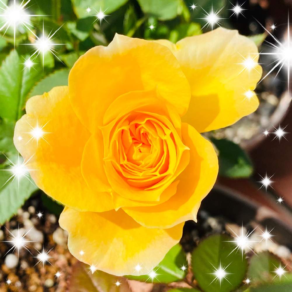 玄関の画像 by mackie ❤️さん | 玄関とミニ薔薇✨とコロナに刃を⚔鬼滅党とベテラン乙女倶楽部とプランター族と地球緑の防衛隊と水曜ローズショーとおうち園芸とGSのみなさんに感謝!と念願の薔薇