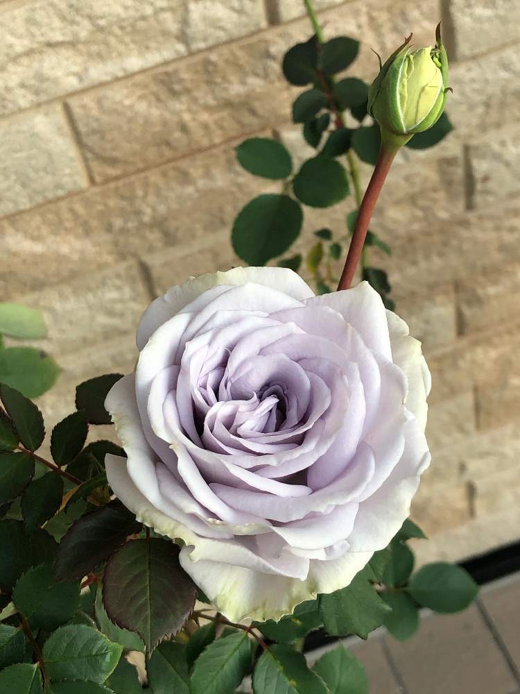 の画像 by うふふさん | ばら バラ 薔薇と水曜ローズショーとうふふのブルーローズと薔薇に魅せられてとバラのある暮らしとうふふの薔薇とお花が好き♡とGSでバラ園と花のある暮らしと薔薇 ブルーグラビティとチーム愛知と自己大満足♡