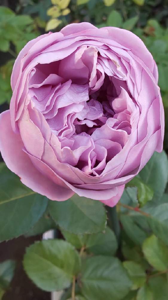 小さな庭の画像 by モコモコさん | 小さな庭と癒しのばらとばら バラ 薔薇と薔薇愛同盟と可愛い❤とおうち園芸と素敵な色❤とばら❤とばらカインダーブルー