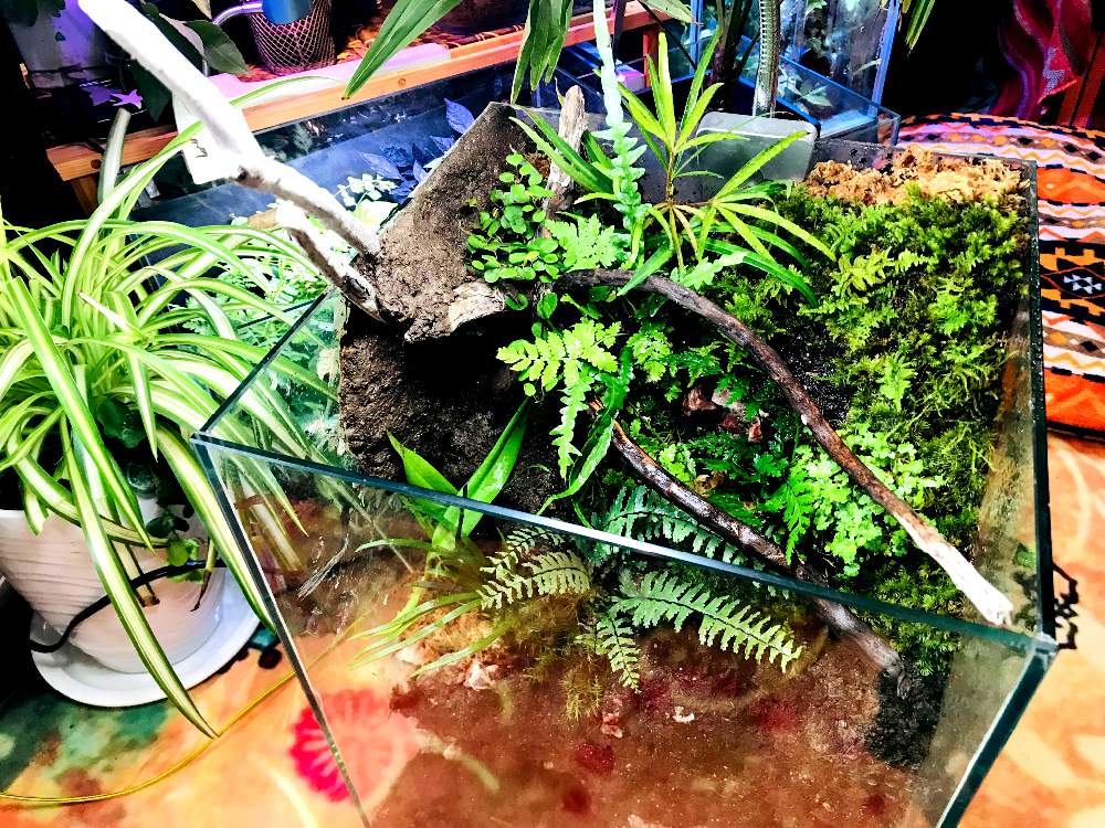 部屋の画像 by ꧁ Go-Yaチャンプルン꧂さん | 部屋とヌリトラノオとジュエルオーキッドと観葉植物とサボテン☆と着生ランと食虫植物と室内温室と多年生多肉植物とイモリウムとおうち園芸とパルダリウムとリビングジャングル化とビオトープ水槽とビニール温室とメキシカンプランツと塊根植物(コーデックス)と苔テラリウムと水草と熱帯植物とエアプランツとビザールプランツ
