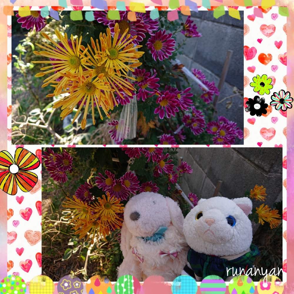 お出かけ先の画像 by るなにゃんさん | お出かけ先ときくと花さんぽときく♡とご近所さんぽ、とぬいぐるみとご近所とみるくとぬい撮り