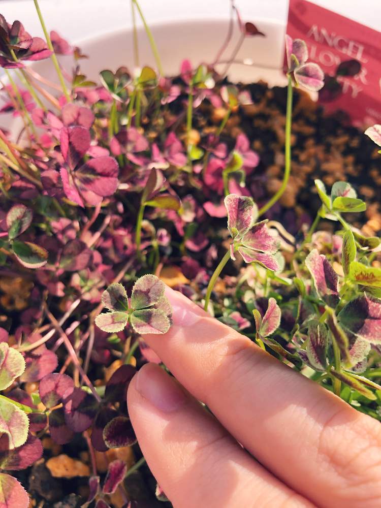バルコニー/ベランダの画像 by あやかるさん | バルコニー/ベランダと『草』のある暮しと観葉植物と天使のピアスと四つ葉のクローバーより幸せになる✩︎と寄せ植えとシロツメクサ☆とmimotoとベランダガーデンとおうち園芸と四つ葉のクローバー♪と 白詰草と五葉のクローバーと五つ葉のクローバー♪とクローバー☆