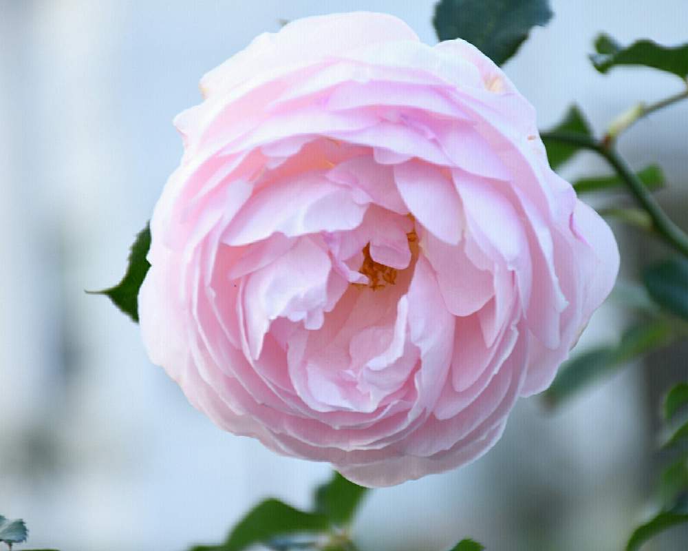 の画像 by naokichiさん | ばら バラ 薔薇と薔薇愛同盟と花のある暮らしと薔薇♪とバラ・ミニバラ