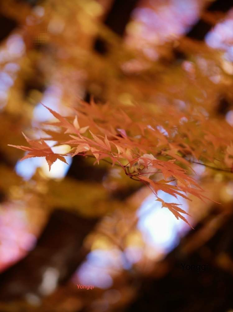 お出かけ先の画像 by ゆうき wojiao yongqiさん | お出かけ先と紅葉フォトコン2020と長野県岡谷市と紅葉(こうよう)と老眼鏡使用ともみじ紅葉