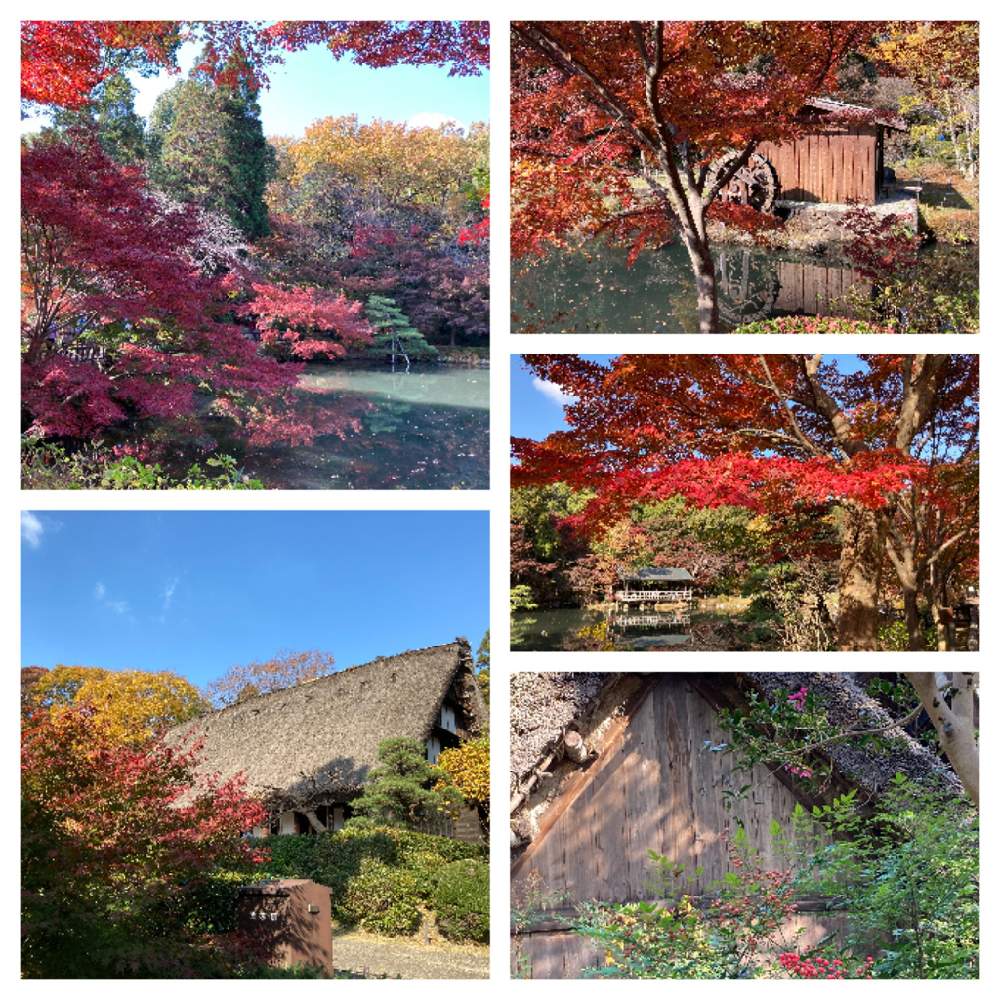 お出かけ先の画像 by やままゆさん | お出かけ先と東山植物園とチーム愛知と医療・介護の皆様に感謝