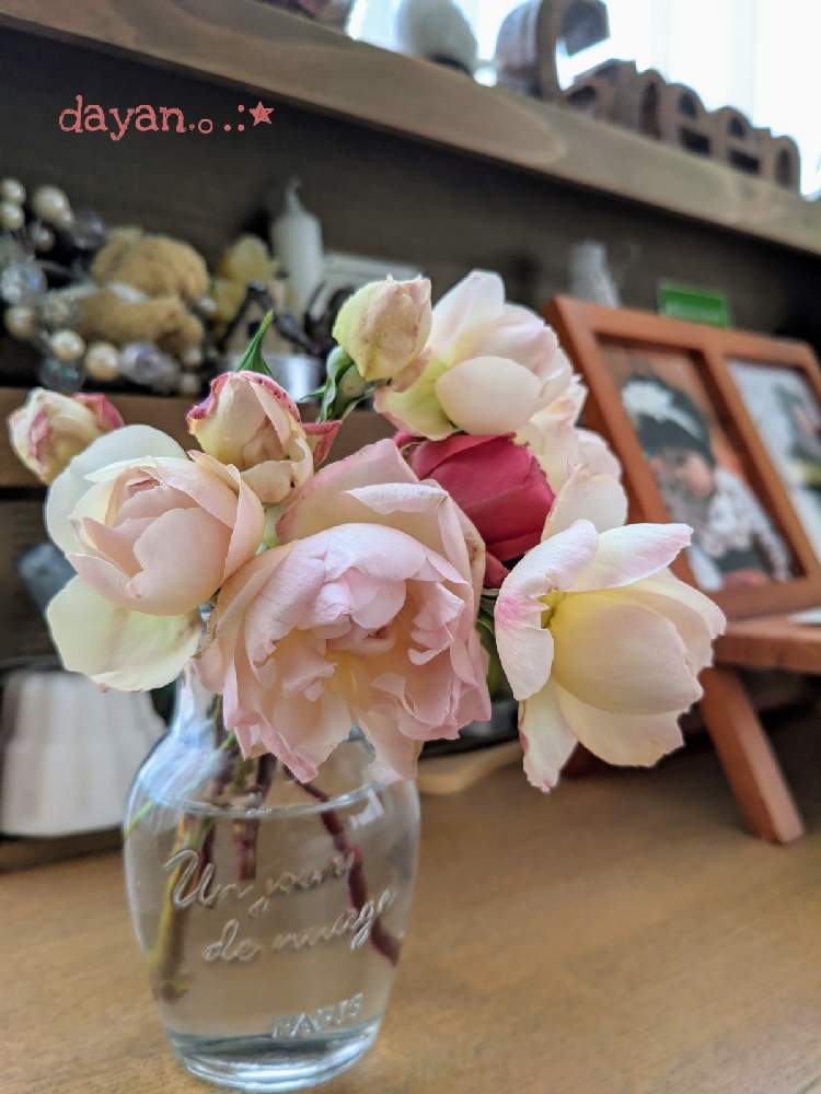 窓辺の画像 by dayanさん | 窓辺とデプレ ア フルール ジョーヌとばら バラ 薔薇と薔薇愛同盟とピンクの花と水曜ローズショーとGSでバラ園と北海道とdayan's roseとバラを楽しむ