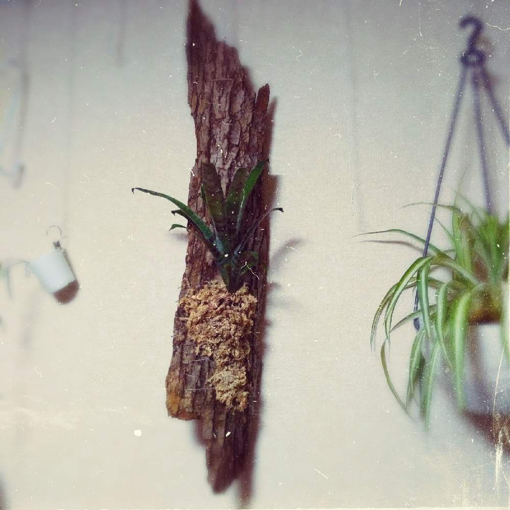 部屋の画像 by まりみさん | 部屋とフリーセアスプレンデンスとおうち園芸と植中毒とお部屋ジャングル化計画