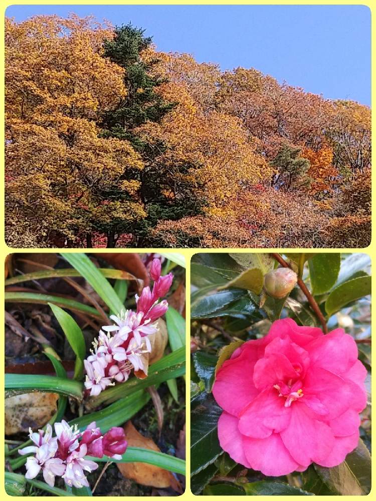 の画像 by るっちさん | 寒椿とキチジョウソウ(吉祥草)と実家の庭とるっち*実家の庭とるっち*お花サン♪と実家の庭出身とるっち*山野草