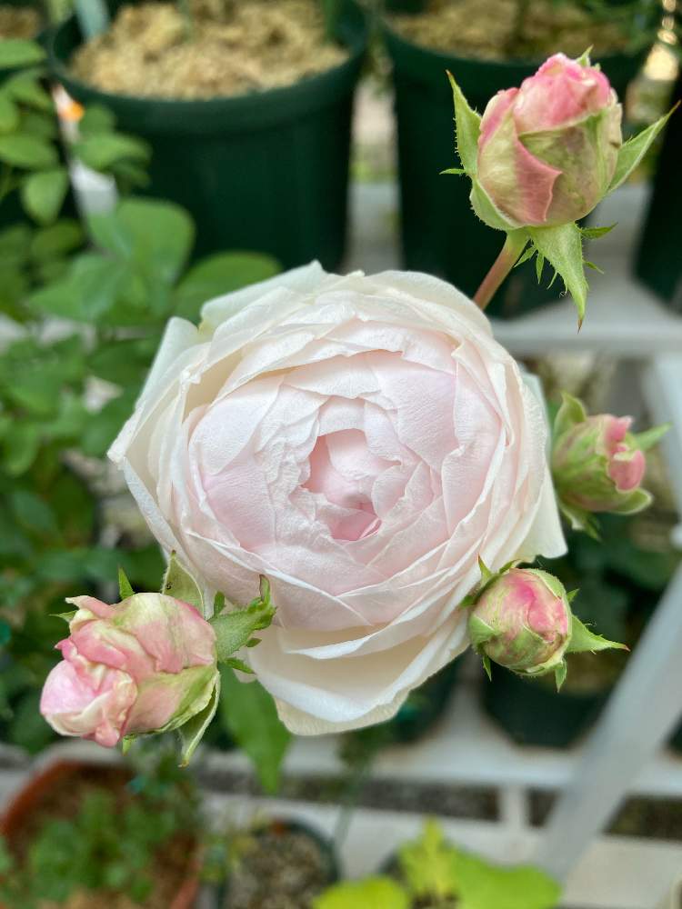 の画像 by neoさん | バラ大好きとバラ挿し穂と薔薇 バラ ばらとつるバラと挿し木