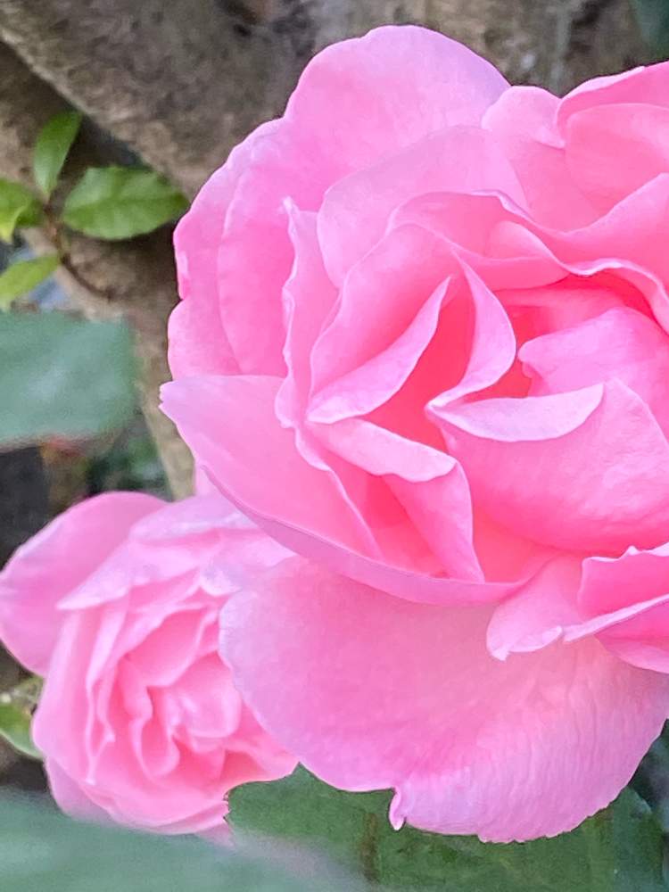 小さな庭の画像 by Be happy !さん | 小さな庭とbe happy❤️とばら バラ 薔薇とピンク大好き✨とおうち園芸とだいすき♥️と可愛い〜♡とキレイな色❣️と心が和みます。と癒し…♡