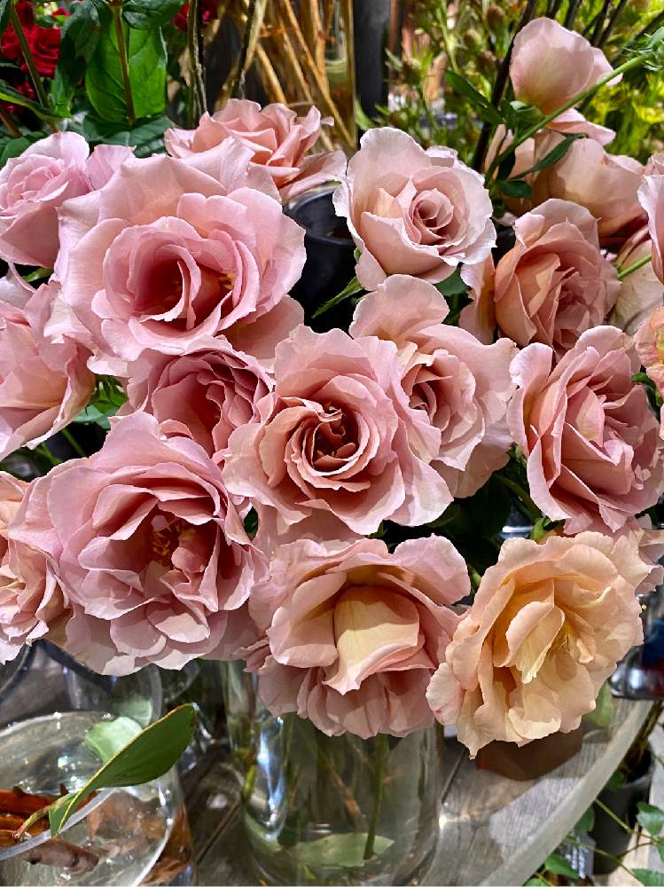 お出かけ先の画像 by hanahiroさん | お出かけ先と薔薇ジュリアの蕾とおうち園芸と青山フラワーマーケットと薔薇ジュリアと高まるガーデニング熱とガーデニングを楽しもう‼️と薔薇♪とばら 薔薇 バラとお花畑作成中とこの世は美しさで満ちている