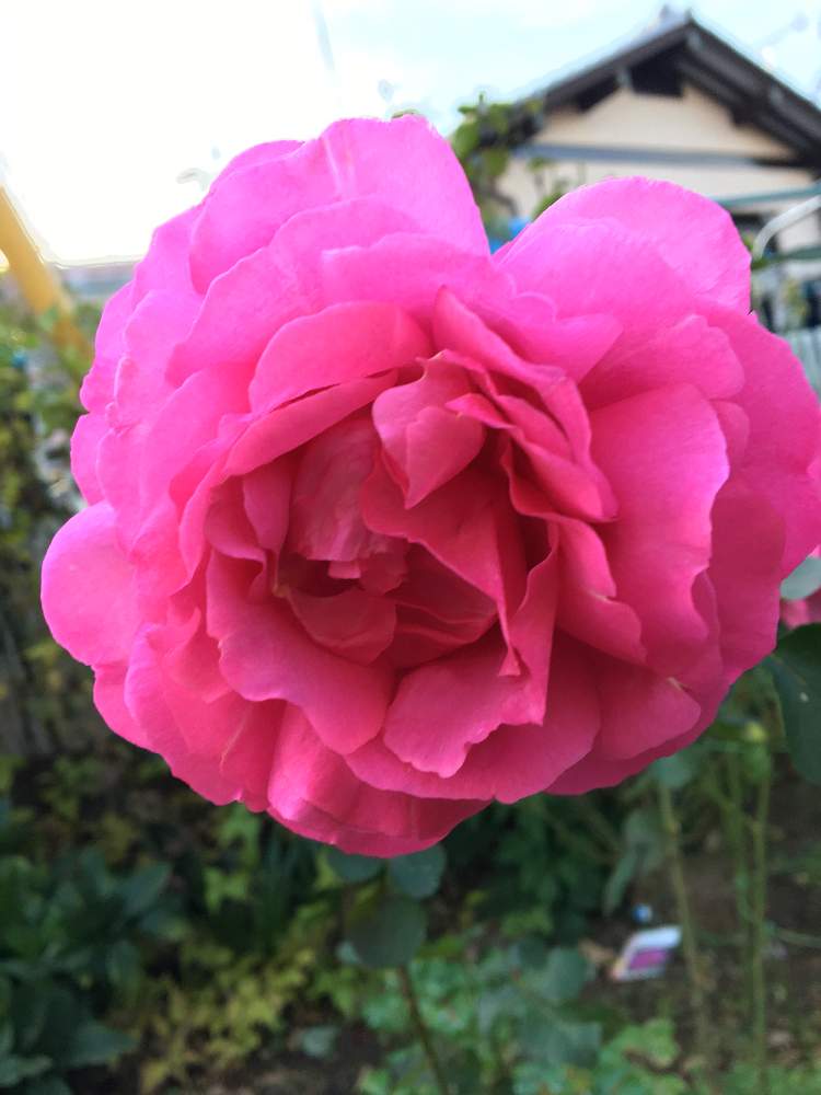 小さな庭の画像 by クサガメかめこさん | 小さな庭とイブ ピアッチェとばら バラ 薔薇とおうち園芸