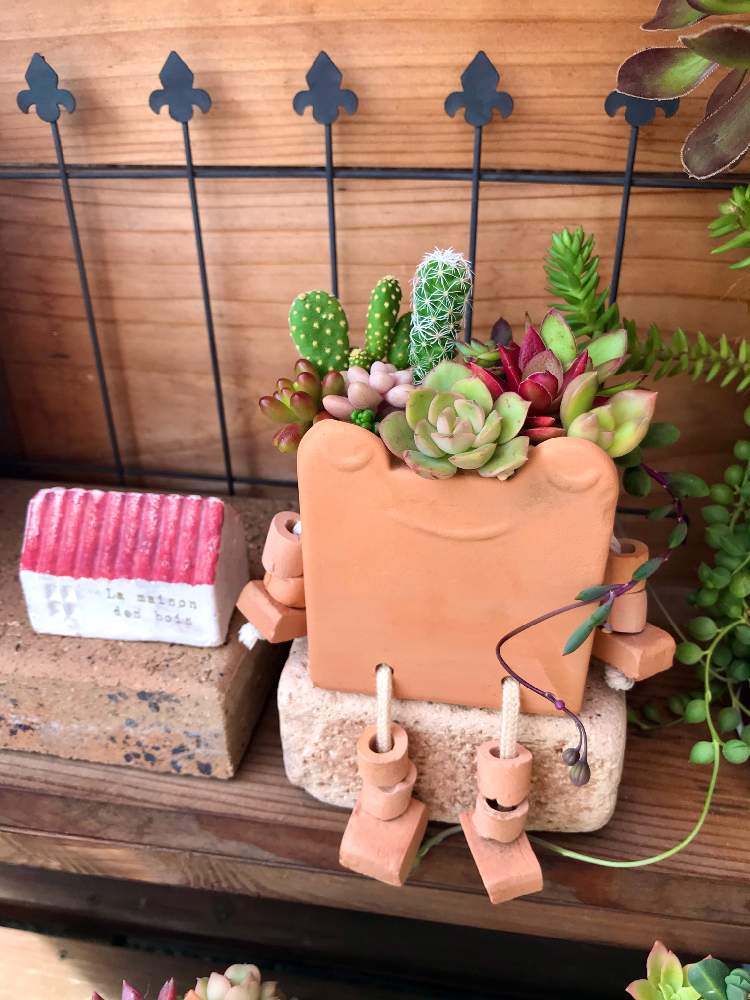 小さな庭の画像 by ともっち ◡̈❁さん | 小さな庭と多肉植物 寄せ植えとかわいい子❤️と多肉大好きと今日はいい天気と季節の寄せ植え2020とno green no lifeとTA29と植物って良いなと多肉女子と秋晴れと多肉の爪が好き♡とenjoy succulent life ♥と多肉寄せ植えとちまちま寄せ