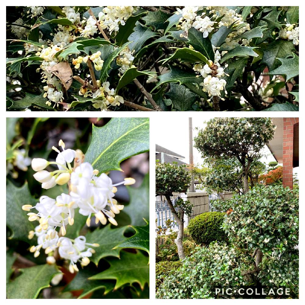 小さな庭の画像 by pagu mamaさん | 小さな庭と柊木の花と庭の樹木とおうち園芸