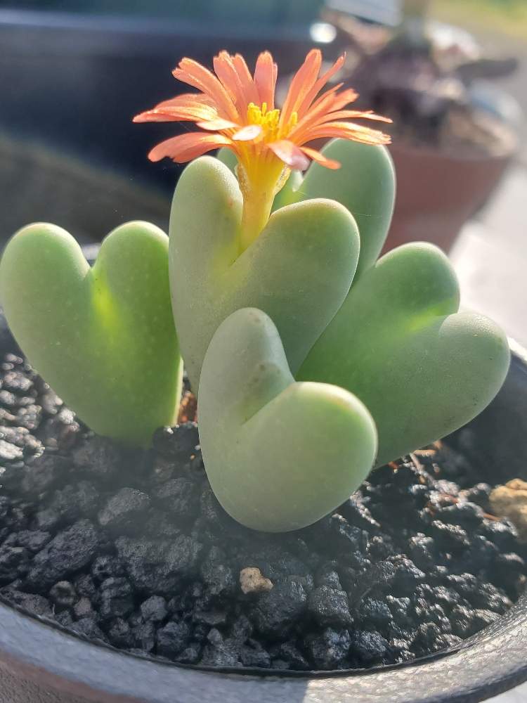 の画像 by Nanaminさん | コノフィツム 花園とタニラーと多肉植物とコノフィツム属と冬型多肉とコノフィツム花園✨