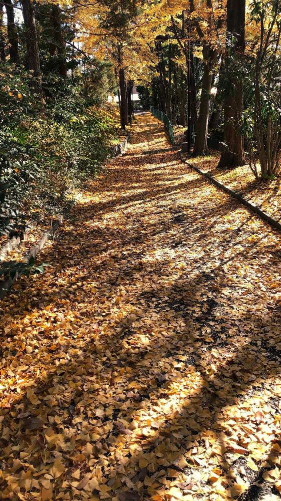 お出かけ先の画像 by まぁまさん | お出かけ先と紅葉フォトコン2020と医療・介護の皆様に感謝とコロナウイルスの終息を願う!と綺麗な葉色と自然大好きと紅葉(こうよう)と頑張ろう九州!とstay home