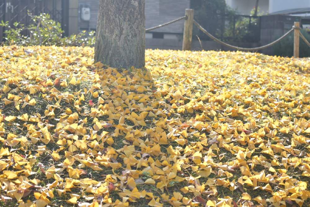 お出かけ先の画像 by ROSSOさん | お出かけ先と紅葉フォトコン2020と福岡と観葉植物と美容室と イチョウの木とイチョウの葉と花壇と銀杏の木と公園と多肉女子とジャングル化計画とあき