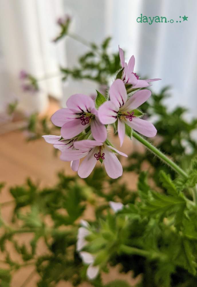 窓辺の画像 by dayanさん | 窓辺とローズゼラニウムとピンクの花と北海道とナチュラルスタイル