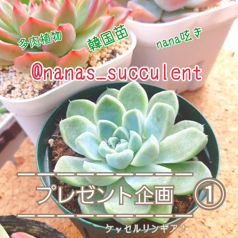 バルコニー/ベランダの画像 by (๑•᎑•๑)momo♪(sasapi)さん | バルコニー/ベランダと多肉植物と多肉プレゼントと千葉タニラーと多肉に夢中