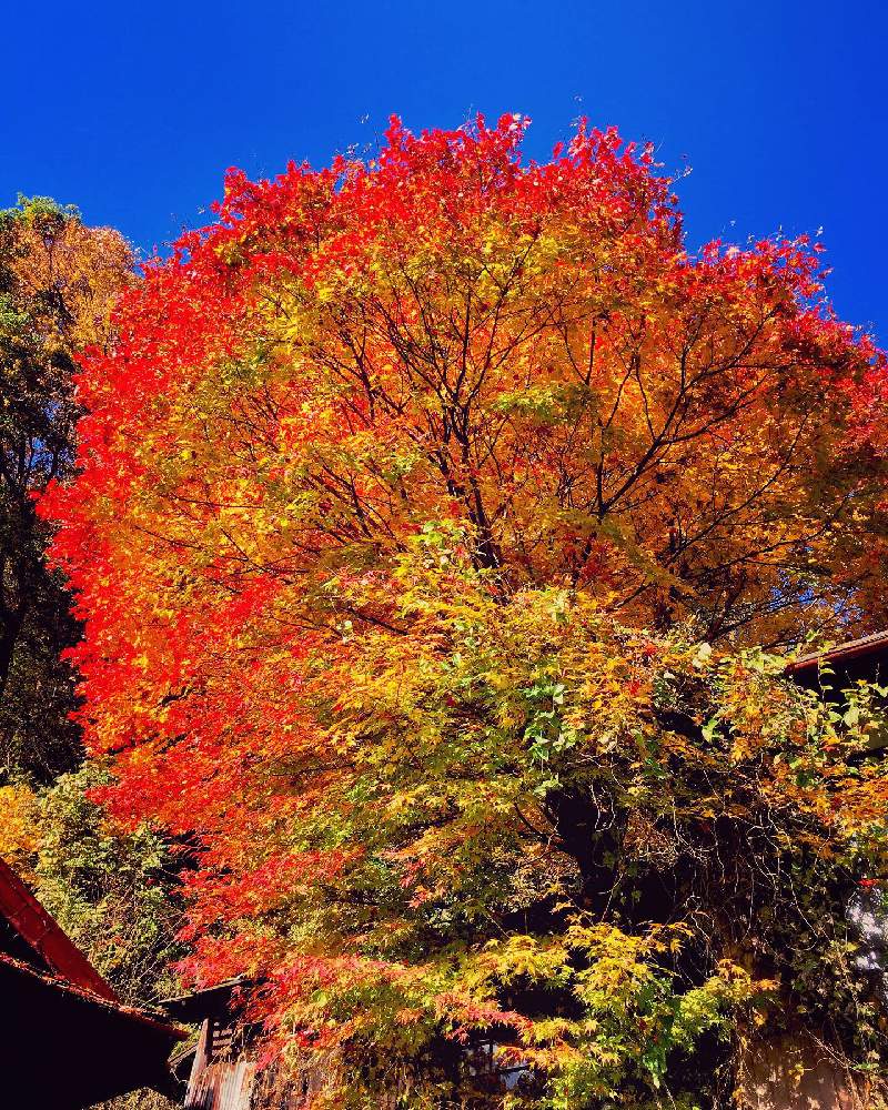 お出かけ先の画像 by 日曜大工さん | お出かけ先と紅葉(こうよう)と里山大好き協会と妄想倶楽部と紅葉フォトコン2020