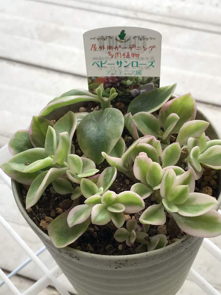 バルコニー/ベランダの画像 by ETさん | バルコニー/ベランダとベビーサンローズ(斑入り)と多肉植物とベビーサンローズ❤︎と多肉大好きとアプテニア属と斑入りベビーサンローズ♡