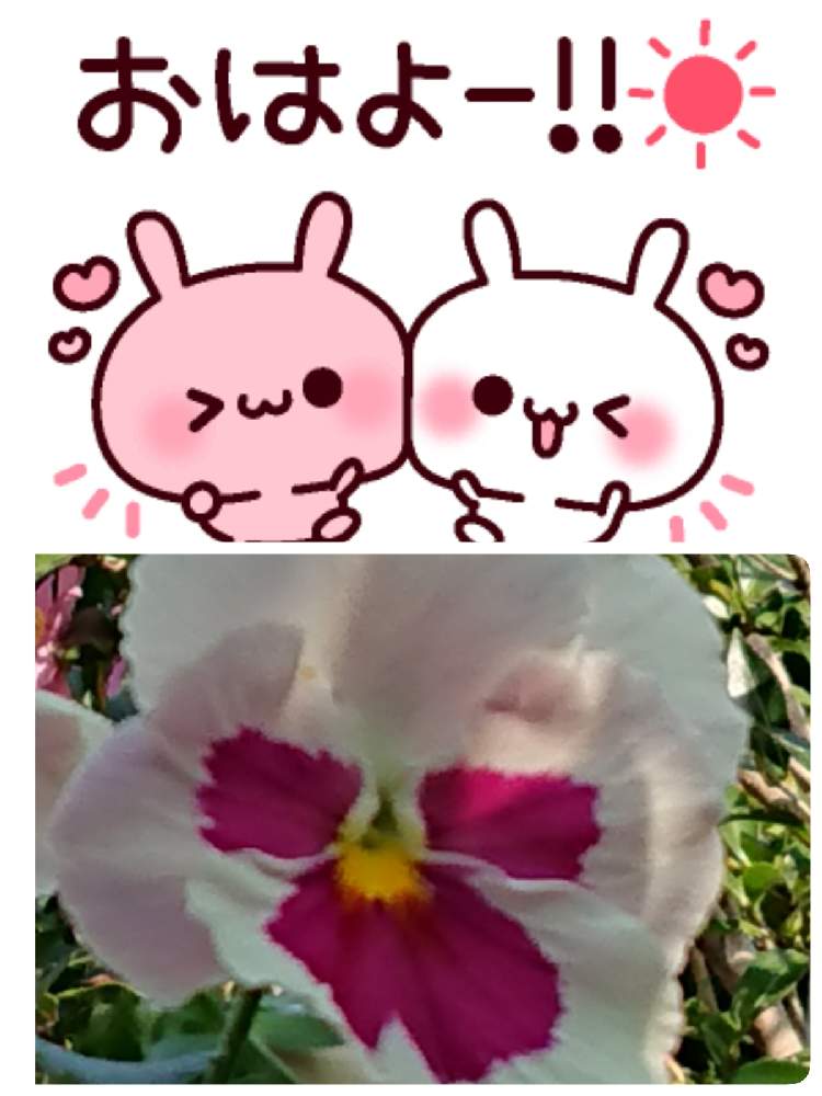 小さな庭の画像 by 苺さん | 小さな庭とプランターとおうち園芸とパンジーの栽培