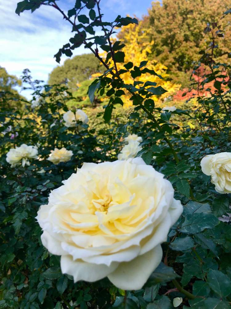 お出かけ先の画像 by スワンさん | お出かけ先と薔薇チャイコフスキーと須磨離宮公園と須磨とよい 1日を