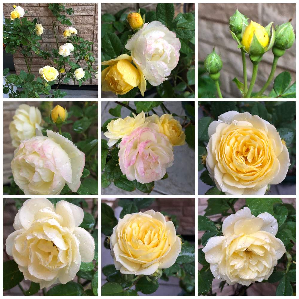 の画像 by うふふさん | ばら バラ 薔薇と薔薇に魅せられてとバラのある暮らしとうふふの薔薇とうふふのイエローローズと金曜ローズショーと薔薇が好き❤とお花が好き♡とGSでバラ園と花のある暮らしと薔薇 ゴールデンボーダーとチーム愛知と自己大満足♡