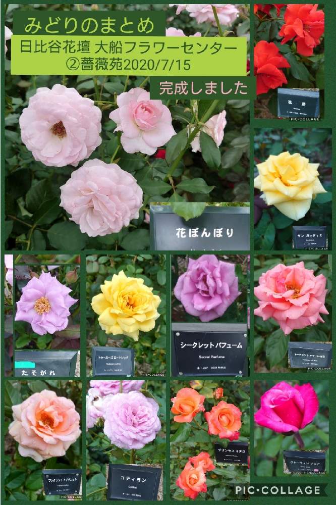 の画像 by トリトンさん | 薔薇と金曜ローズSHOW!とキュンキュン乙女倶楽部と医療・介護の皆様に感謝とありがとう♡といやされる♡とありがとう♡嵐♡とI♡Kanagawaとピンク❤︎ピンクとオレンジ色のバラと金曜ローズショーと幸せの黄色いお花とキュンキュン乙女倶楽部No.183と日比谷花壇 大船フラワーセンターと黄色いお花大好き協会とかわいいと青い花マニアとチーム・ブルーとチーム・ブルーNo.009と赤いバラとお出かけバラ図鑑