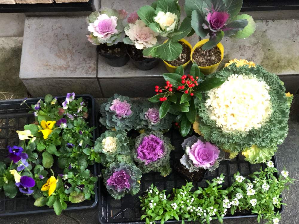の画像 by うふふさん | 花のある暮らしとお花が好き♡とチーム愛知とおうち園芸