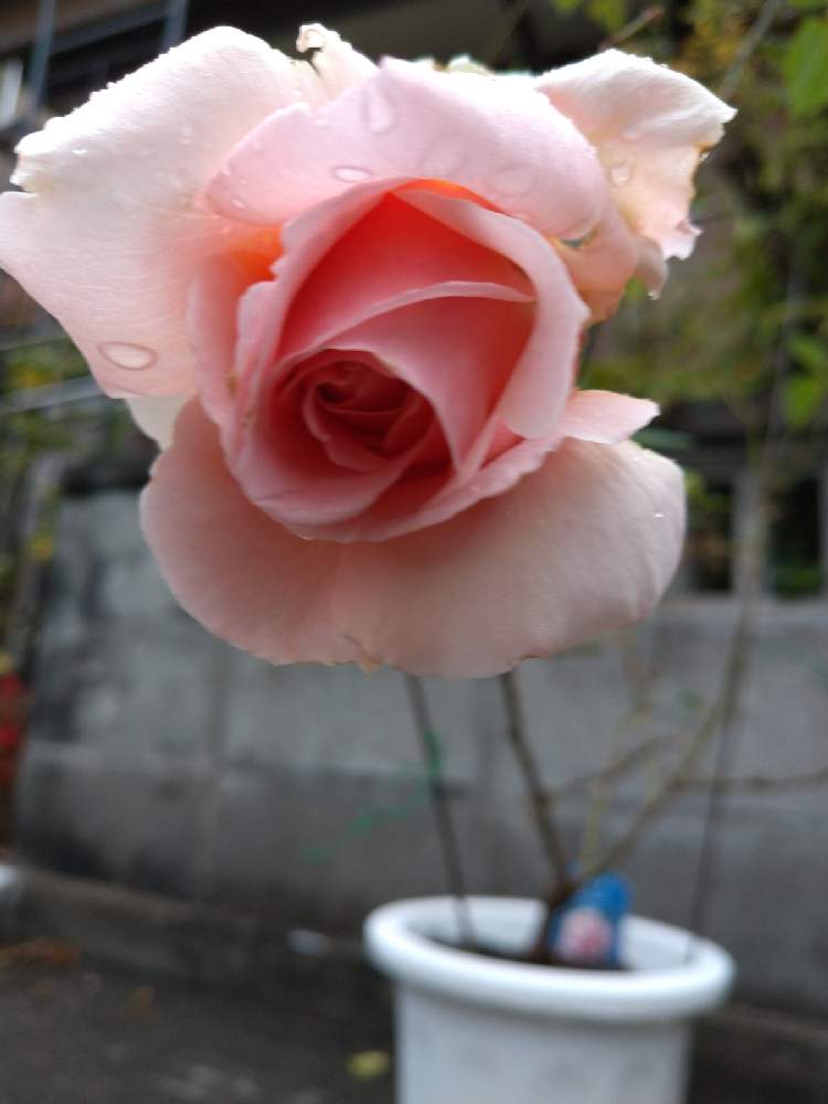 小さな庭の画像 by はげカッパさん | 小さな庭とジャスト・ジョイとばら バラ 薔薇とおうち園芸とチーム岐阜