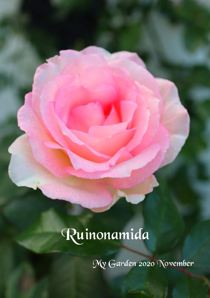 の画像 by モコママさん | 薔薇♪とバラを楽しむとばら バラ 薔薇