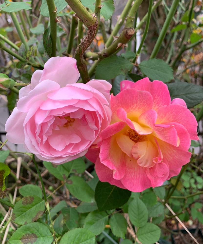 小さな庭の画像 by エリカさん | 小さな庭と秋の薔薇とスマホ撮影と色鮮やかに☆と薔薇愛同盟と薔薇好きとおうち園芸とナチュラルスタイルと花のある暮らしとかわいいな♡とピンクパラダイス。と良い香り