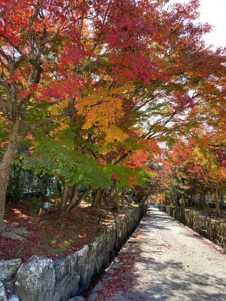 お出かけ先の画像 by ゆーみんさん | お出かけ先と紅葉と紅葉フォトコン2020