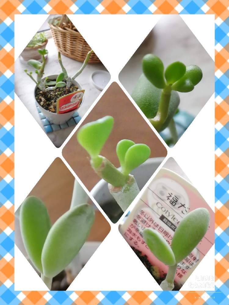 部屋の画像 by はく社長さん | 部屋と福だるまとコチレドン 福だるまと多肉植物と新芽とたにくとおうち園芸とマクロ撮影
