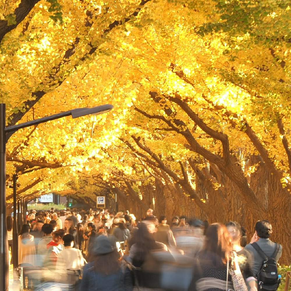 お出かけ先の画像 by 羽花さん | お出かけ先と紅葉フォトコン2020と花散歩とOLYMPUSと紅葉(こうよう)とミラーレス一眼