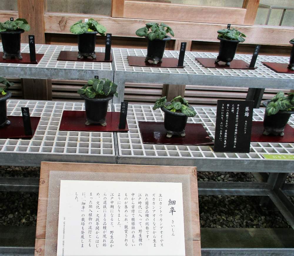 お出かけ先の画像 by plant hunter アンジュさん | お出かけ先と細辛の仲間と高知県と高知県立牧野植物園と植中毒と古典園芸植物と超重症の植中毒