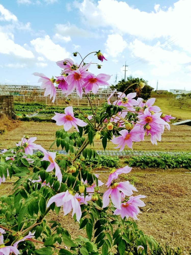 お出かけ先の画像 by まみさん | お出かけ先と皇帝ダリアとダリアとスマホ撮影とやさしい色...とお散歩道とピンク❤︎ピンクと散歩道とやさしい気持ちときれいな景色