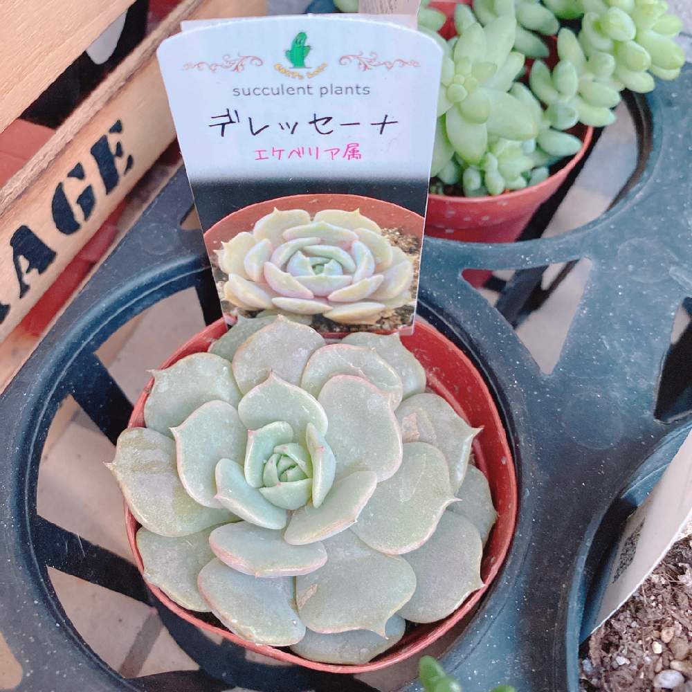 小さな庭の画像 by ホエリさん | 小さな庭と多肉植物とデレッセーナ☆エケベリアとお花大好き♡と多肉大好きと花好きさんと繋がりたいとおうち園芸と植中毒とGSに感謝。とエケベリア属と多肉女子とお花屋さんとiPhone撮影