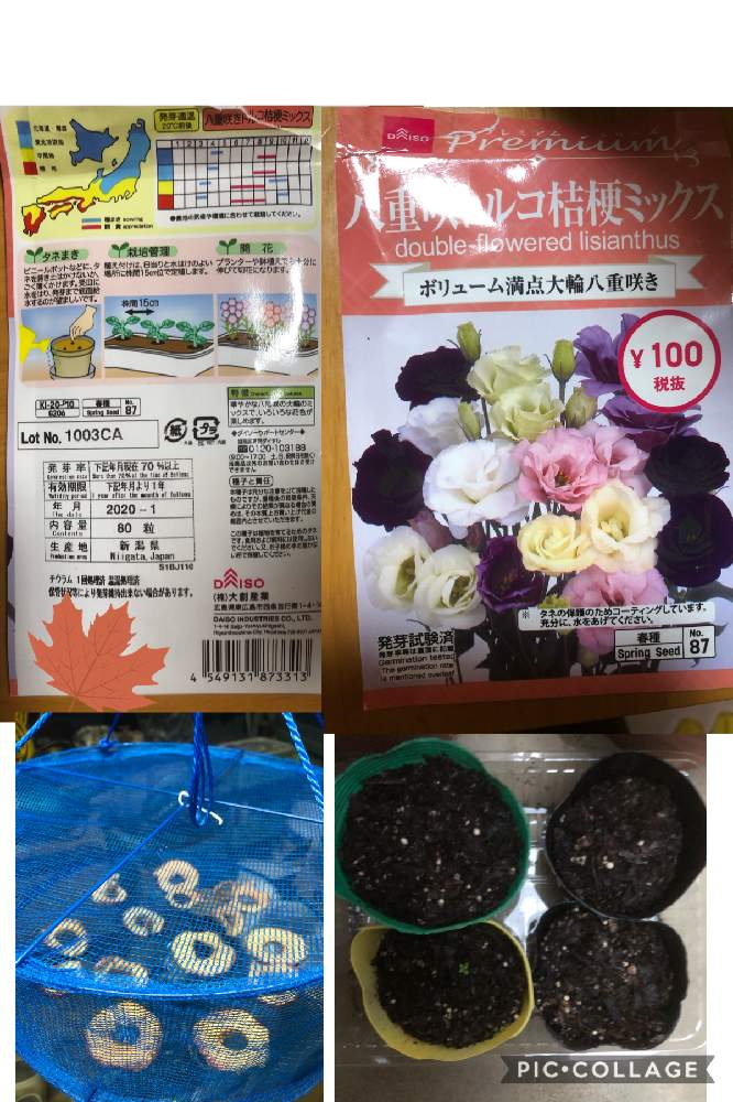 の画像 by ピンクの山茶花さん | GSアダルトチームとおうち園芸