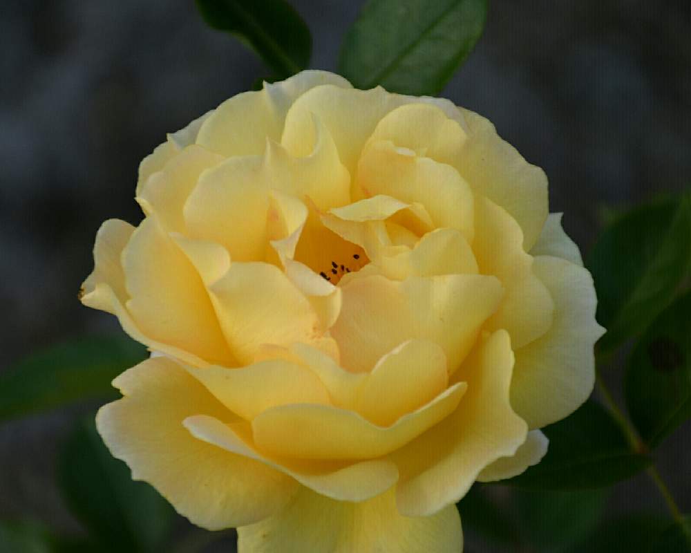 の画像 by naokichiさん | ばら バラ 薔薇と薔薇愛同盟と花のある暮らしと薔薇♪とバラ・ミニバラ