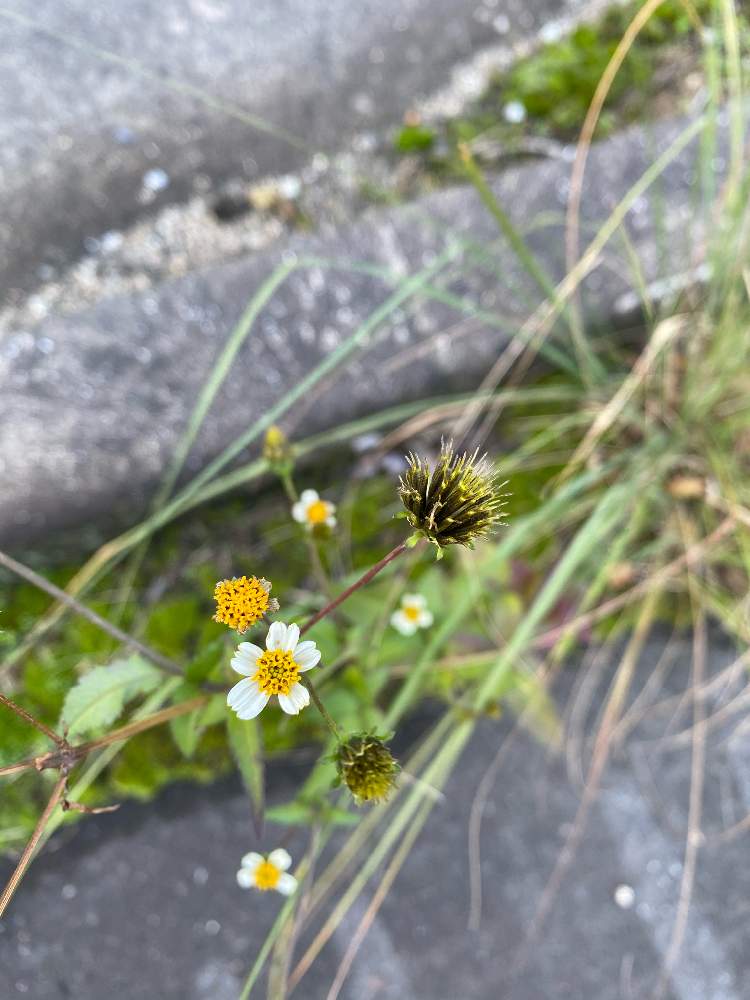 お出かけ先の画像 by のんたんさん | お出かけ先とコシロノセンダングサと帰化植物と四国遍路