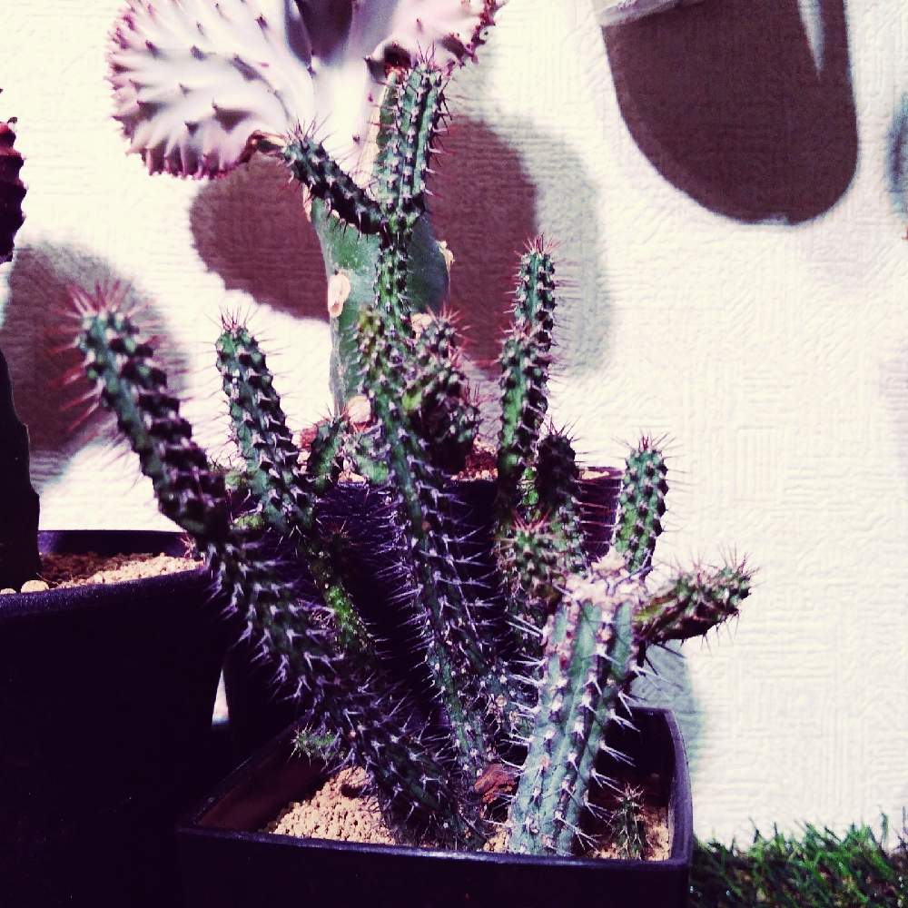 部屋の画像 by まりみさん | 部屋と植中毒とお部屋ジャングル化計画とおうち園芸とユーホルビア バイオエンシス