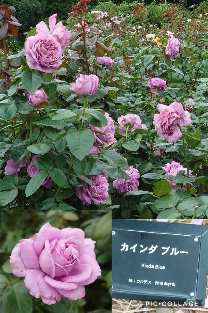 の画像 by トリトンさん | 薔薇と薔薇 カインダ ブルーとキュンキュン乙女倶楽部と医療・介護の皆様に感謝とありがとう♡といやされる♡とありがとう♡嵐♡と青薔薇マニアとI♡Kanagawaとキュンキュン乙女倶楽部No.183と日比谷花壇 大船フラワーセンターと美しく青きドヨウとかわいいと青い花マニアとチーム・ブルーとチーム・ブルーNo.009