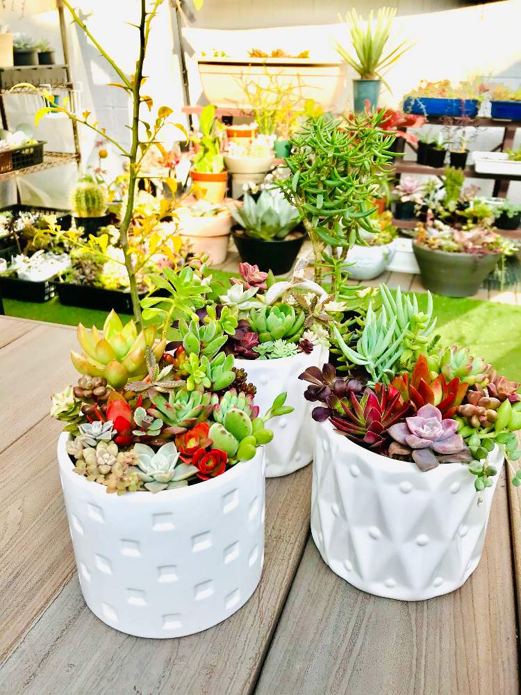 の画像 by むねちかさん | 桃源郷と多肉植物とクラッスラ属と多肉生活と多肉好き